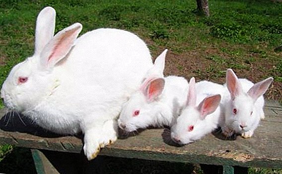Pannón de conejo blanco: cría, cuidado y alimentación.