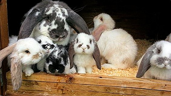 Mouton de lapin français: lieux de reproduction à la maison