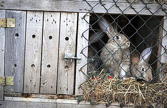 Een konijn knaagt aan een houten kooi: redenen voor wat te doen