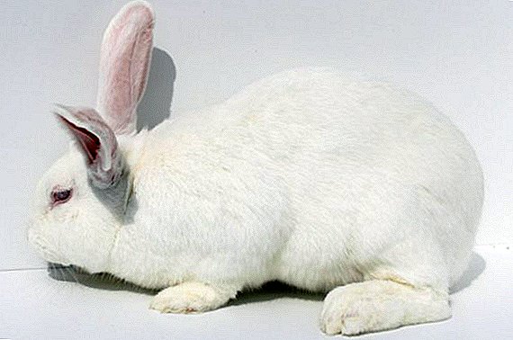 Jikol rabbit: features breeding at home