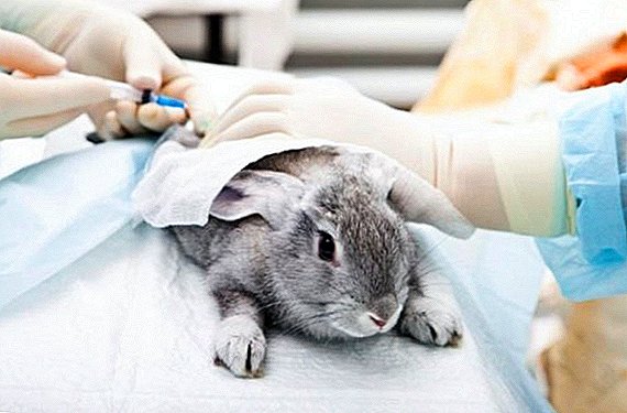 Kaninchen als Labortier