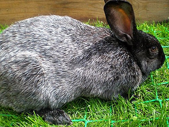 Silver Rabbit breed: how to care and how to feed at home