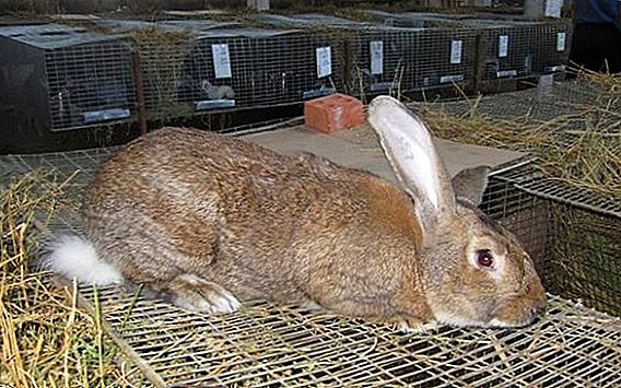 ウサギ灰色巨人：家での繁殖機能