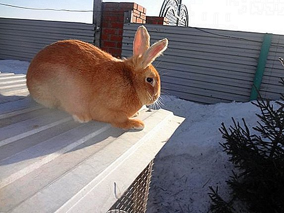 Kaniner av Burgund-rasen: Egenheter av avl hjemme