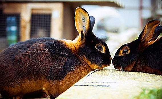 Conejos de fuego negro: cómo cuidar y cómo alimentar en casa