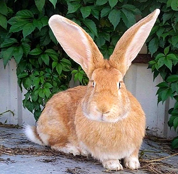 Golden Risen Rabbits: Peculiarities of Breeding at Home