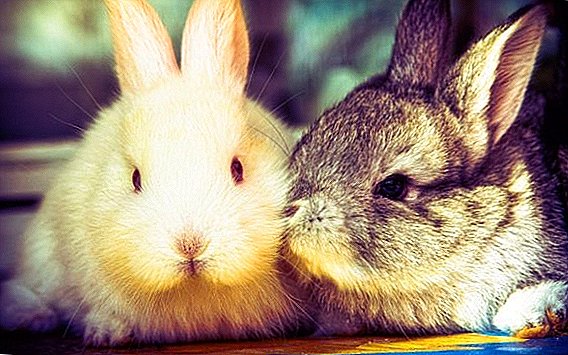 Kaniner må ikke være parat: hvorfor, hvad skal de gøre