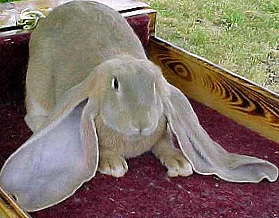 Kaninchen der Rasse Baran