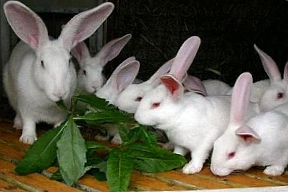 Conejos gigantes blancos: características de cría.