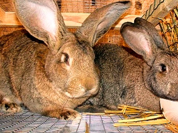 Rabbits of breed flandr (or the Belgian giant)