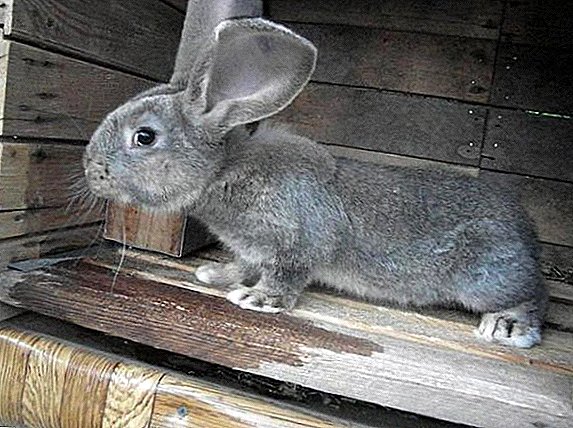 Rabbits breed ober: how to care and how to feed