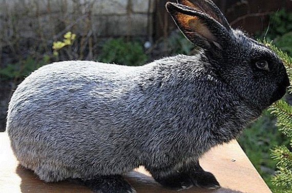 Conejos de raza Poltava plata: características del cultivo en condiciones de casa.