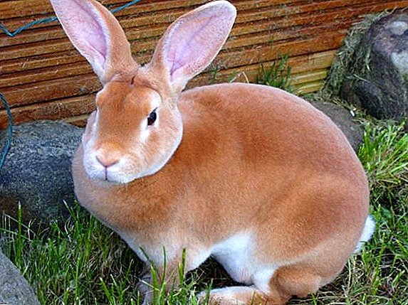 Rex-Kaninchen: Pflege und Fütterung