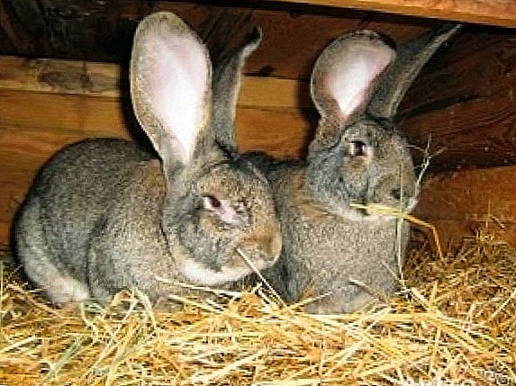 Kaninchen der Rasse Rizen