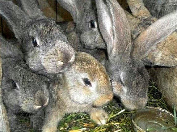 Gray giant rabbits: prospects for breeding development