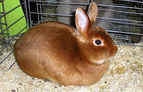 Kaninchen-Satin