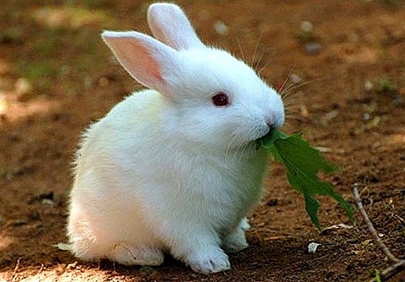 الأرانب العملاقة: وصف السلالات الشعبية