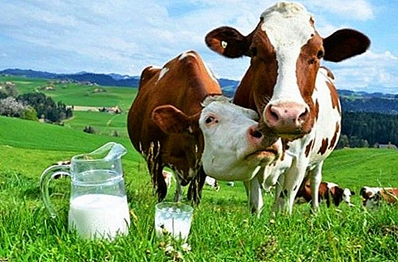 Sânge în laptele unei vaci: cauze, tratament