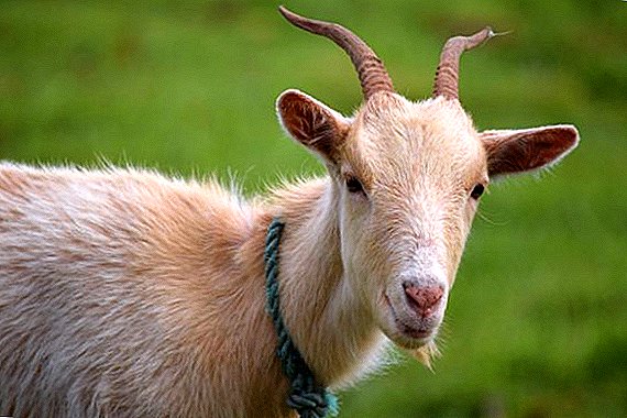 Blood in goat's milk: causes and solutions
