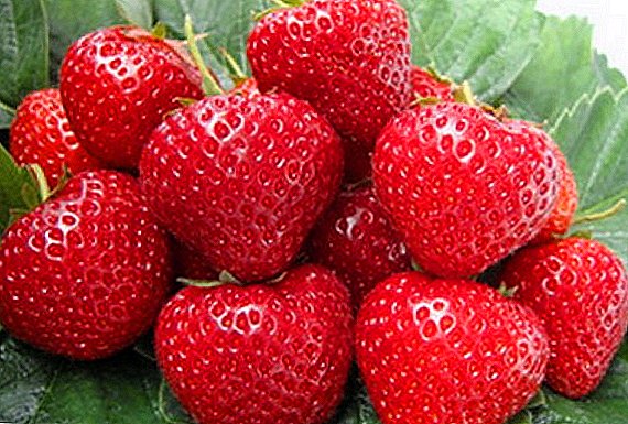 Grote en smakelijke aardbeien "Maxim": kenmerken en regels van groeiende rassen