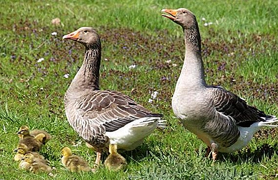 Large gray breed of geese: characteristics, advantages and disadvantages of keeping at home