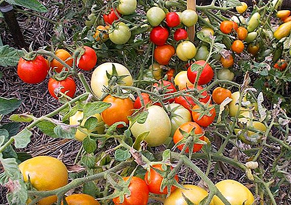 Gran variedad de tomates de tamaño insuficiente y frutados. Aparentemente invisible.