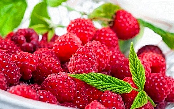 Who and what harms the raspberries