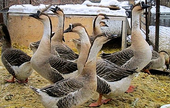 גזע קובני של אווזים: תכונות של גידול בבית