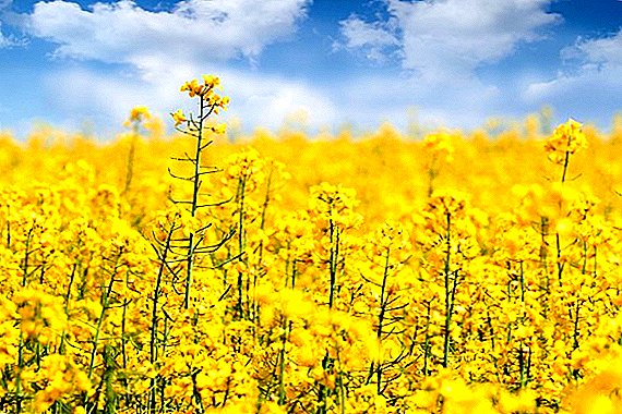 Kuban scientists brought an improved form of rapeseed