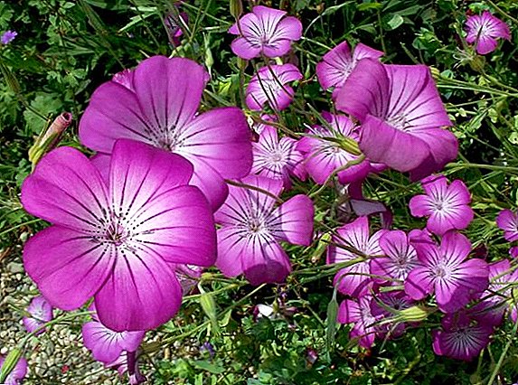 Kukol (agrostemma): ¿mala hierba o flor decorativa?