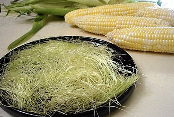 Soie de maïs: propriétés utiles et effets sur les reins, le foie, la vésicule biliaire et l'obésité