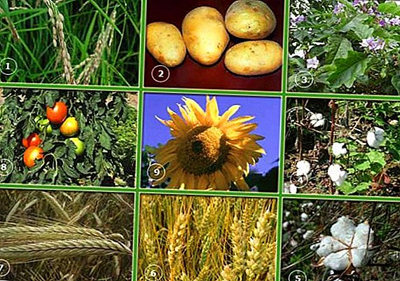 Cultivated plants examples and names