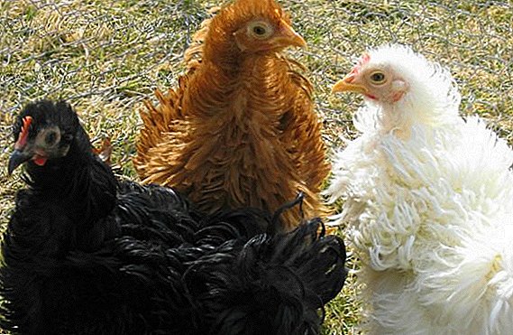 Lockiga kycklingar