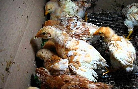 Chickens Avicolor: all about breeding at home