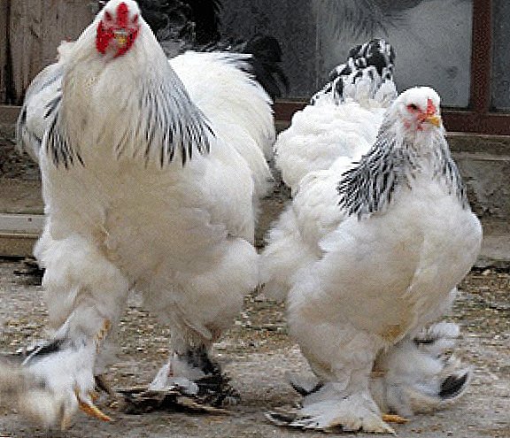 תרנגולות בראמה