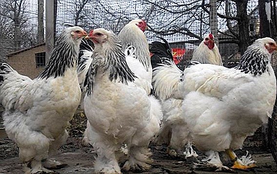 Chickens Brama: breed description