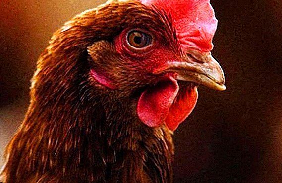 الدجاج براون نيك: وصف سلالة