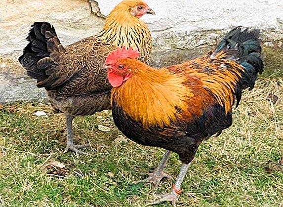Czech golden chickens: breeding features at home
