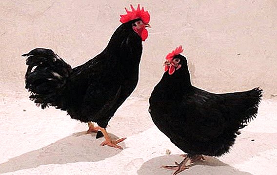 Pollos Pantsirevsky negros: características de la cría en casa