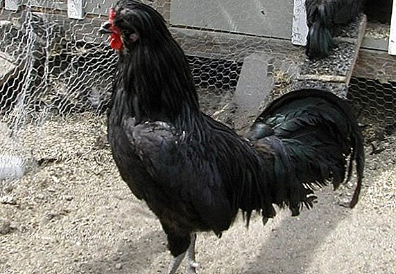 Chickens krevker: features breeding at home