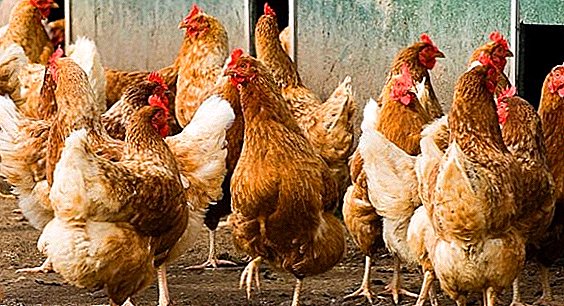 Pollos Kuban Red: características, consejos sobre crianza y mantenimiento