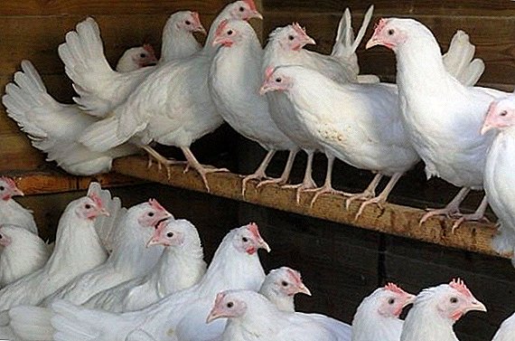 Pollos Leggorn blanco: características que crían en casa