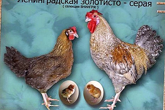 دجاج لينينغراد ذهبي-رمادي