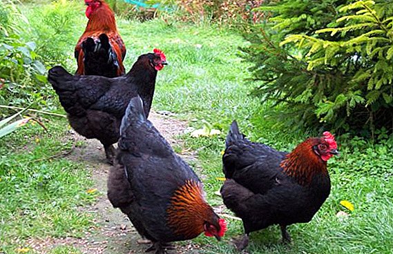 الدجاج ماران: الخصائص ، وتقديم المشورة بشأن حفظ وتربية