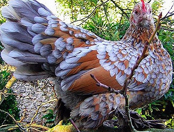 Milfleur Hühner: Merkmale der Zucht zu Hause