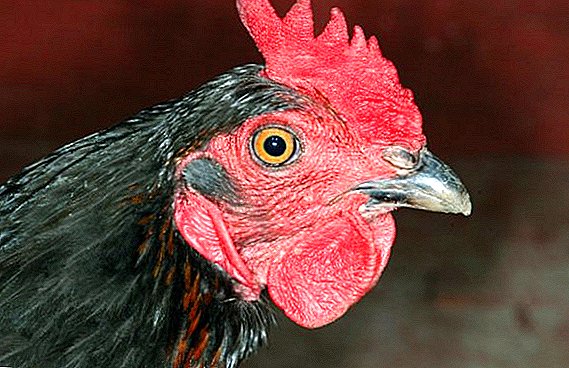 الدجاج الأسود مورافيا