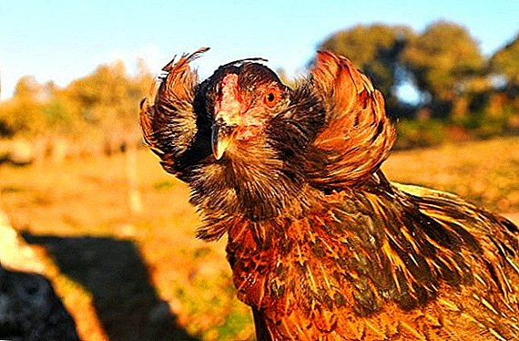 푸른 달걀을 운반하는 닭 : Araucana