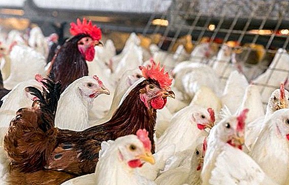 وضع الدجاج من ديكالب: ملامح الزراعة في ظروف المنزل