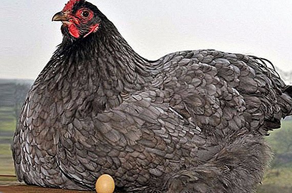 Hühner tragen kleine Eier: Gründe, was zu tun ist