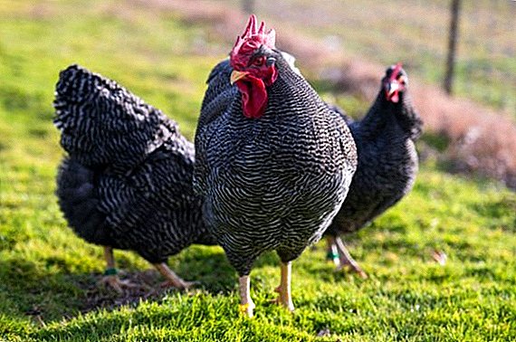 Chickens Plymouth: all about breeding at home
